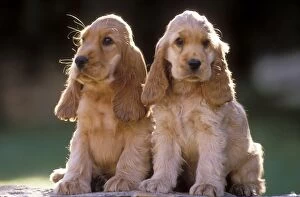 Images Dated 16th December 2011: Cocker Spaniel Dogs