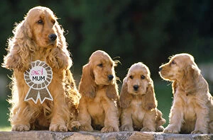 Cocker Gallery: Cocker Spaniel Dogs, mother & puppies sitting