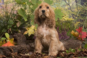 Images Dated 15th October 2019: Cocker Spaniel puppy outdoors in Autumn