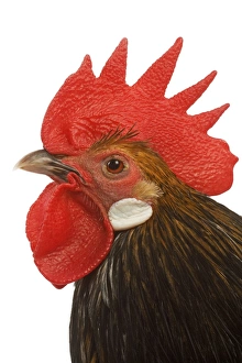 Cockerel - breed - Bassette liegeoise - in studio