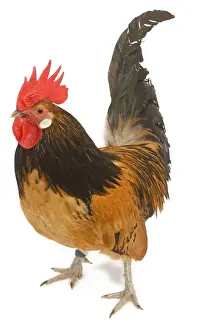 Cockerel - breed - Bassette liegeoise - in studio