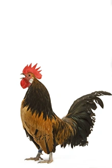 Cockerel - breed - Bassette liegeoise - in studio