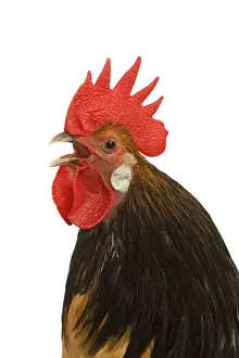 Cockerel - breed - Bassette liegeoise - in studio