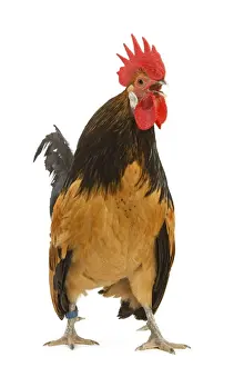 Cockerel - breed - Bassette liegeoise - in studio