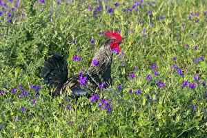 Images Dated 13th April 2013: Cockerel - free-range in field of flowers Alentejo
