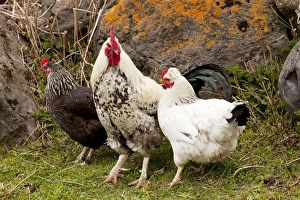 Images Dated 6th May 2010: Cockerel and hens in smallholding in Kazbegi village, high in the Great Caucasus