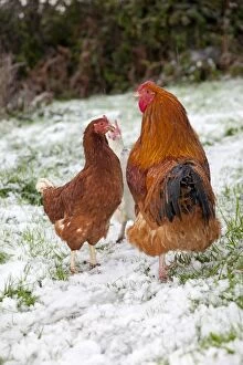 Images Dated 29th November 2010: Cockerel and hens - in the snow