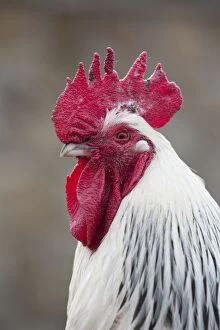 Images Dated 4th April 2014: Cockerel Rooster