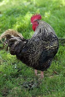 Caruncles Gallery: cockerel turns head to look backwards erect red comb in the shade with dappled sunlit grass