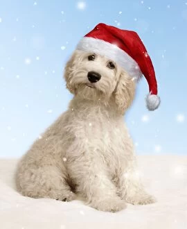 Cockerpoo Dog wearing a red Santa Christmas hat