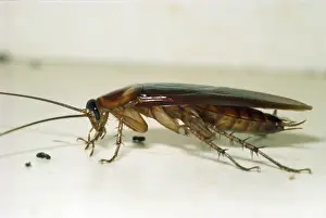 Cockroach USA