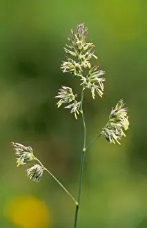 Invasive Prints: Cocksfoot Grass In flower