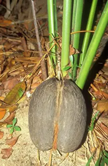Fruits Prints: Coco-de-mer / Maldive Coconut - Seed on ground