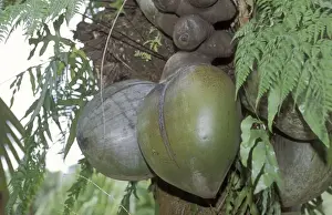 Coco-de-mer / Maldive Coconut - Seeds still on tree