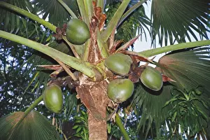 Coco-de-mer PS 5875 Female fruits, Vallee de Mai, Praslin, Seychelles. © Peter Steyn / ardea. com