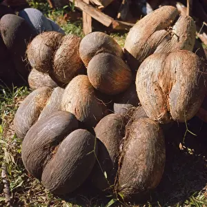 Seeds Prints: Coco De Mer Seychelles