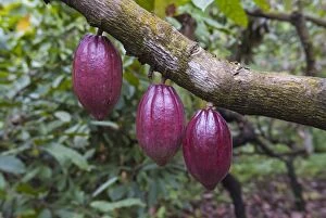 Harvesting Gallery: Cocoa Fruits on trees growing in tropical forest