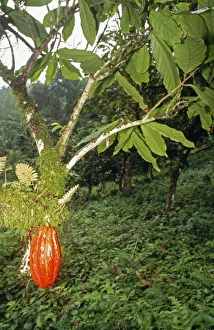 Images Dated 31st January 2011: Cocoa Pod PM 9358 Trinidad Theobroma cacao © Pat Morris / ardea.com