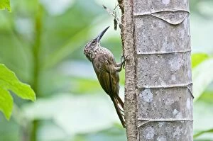 Images Dated 13th December 2008: Cocoa Woodcreeper - on tree trunk - Tobago
