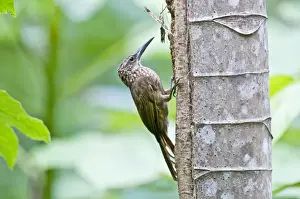 Tobago Prints: Cocoa Woodcreeper - on tree trunk - Tobago