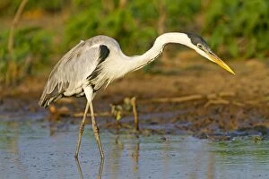 Images Dated 16th April 2011: Cocoi Heron
