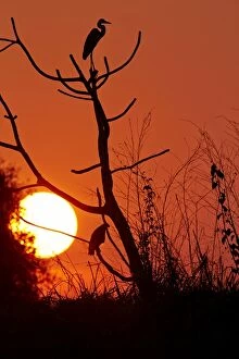 Roosting Gallery: Cocoi Heron in the sunset Pantanal area Mato Grosso