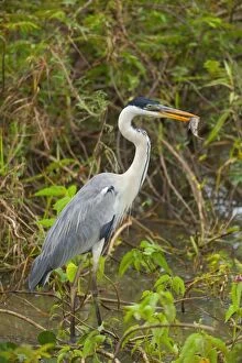 Images Dated 13th July 2010: Cocoi Heron / White-necked Heron - adult stalks