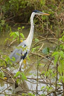 Images Dated 13th July 2010: Cocoi Heron / White-necked Heron - adult waits