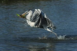 Images Dated 14th September 2009: Cocoi Heron / White-Necked Heron, flying, catching