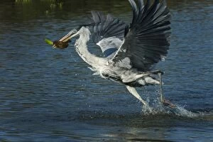 Images Dated 14th September 2009: Cocoi Heron / White-Necked Heron, flying, catching