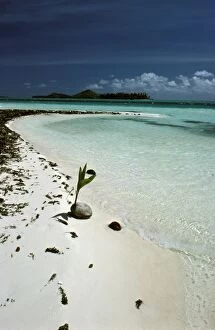 Coconut on beach (Cocos nucifera). Bora Bora