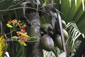 Coconuts Prints: Coconut - Coco de Mer - Valle de Mai National Park - Praslin - Seychelles