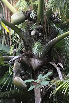 Coconut - Coco de Mer - Valle de Mai National Park - Praslin - Seychelles
