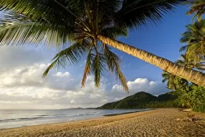 Coconut palm - coconut palms grow on a white dream beach in tropical Queensland