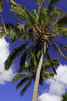 Images Dated 5th November 2004: Coconut palm (Cocos nucifera), Anakena Beach, Easter