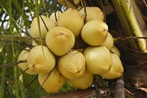 Coconuts Prints: Coconut Palm - fruit. Bali - Indonesia