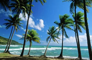 Central America Collection: Coconut Palm - Palm Trees along shoreline - Puerto Rico