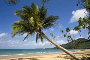 Coconut palm - a single coconut palm grows on a white beach in tropical Queensland