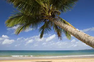 Coconut palm - a single coconut palm grows on a white dream beach in tropical Queensland - Bingil Bay near Mission Beach, Queensland, Australia