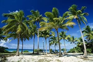 Images Dated 25th August 2009: Coconut palms on beach Taunga Island, Vava'u Group, Kingdom of Tonga JLR05925