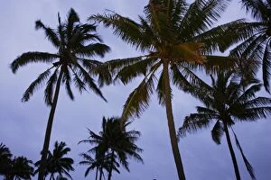 Coconut palms (Cocos nucifera), Anakena Beach