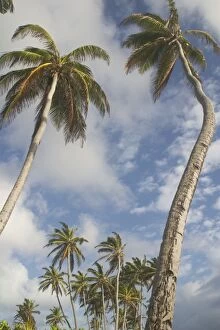 Images Dated 29th October 2005: Coconut Palms - Home Island, Cocos (Keeling) Islands, Indian Ocean