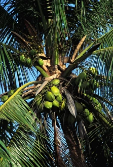 Images Dated 30th April 2007: Coconut Tree