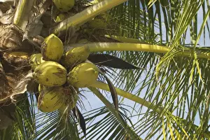 Coconuts Prints: Coconuts - On Home Island, Cocos (Keeling) Islands, Indian Ocean