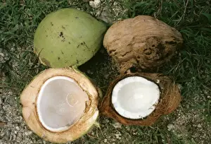 Fruits Prints: Coconuts - ripe & unripe