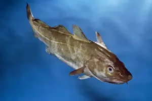Cods Prints: Cod North Atlantic