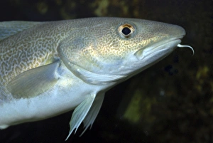 Images Dated 22nd April 2007: Cod. North Atlantic