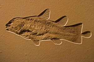 Images Dated 28th January 2006: Coelacanth Fossil - Germany - Upper Jurassic - Coelacanths thought to be extinct since Cretaceous