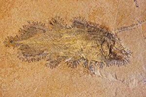 Images Dated 12th February 2008: Coelacanth Fossil - Solnhofen Germany - Undescribed species - Upper Jurassic - Coelacanths thought