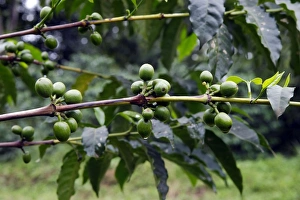 Images Dated 5th August 2006: Coffee Plant Awassa Ethiopia